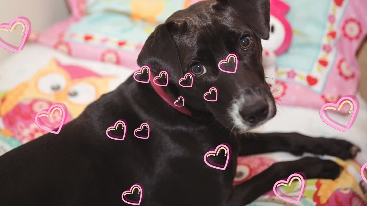 집에서 검은 애완동물 개 위에 떠 있는 심장 아이콘의 애니메이션