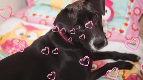 animación de los iconos del corazón flotando sobre el perro mascota negro en casa