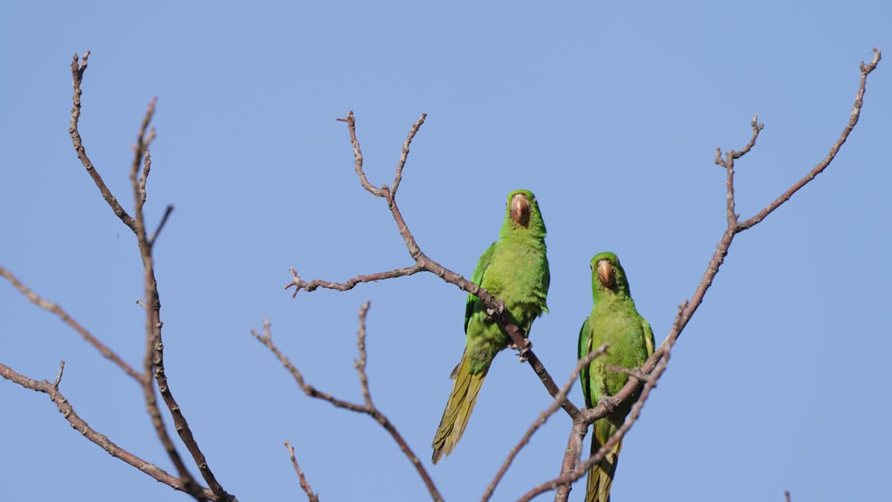 Close up static shot of a synchronized pair of green white-eyed parakeet