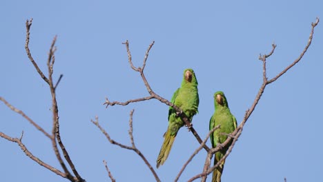 close up static shot of a synchronized pair of green white-eyed parakeet