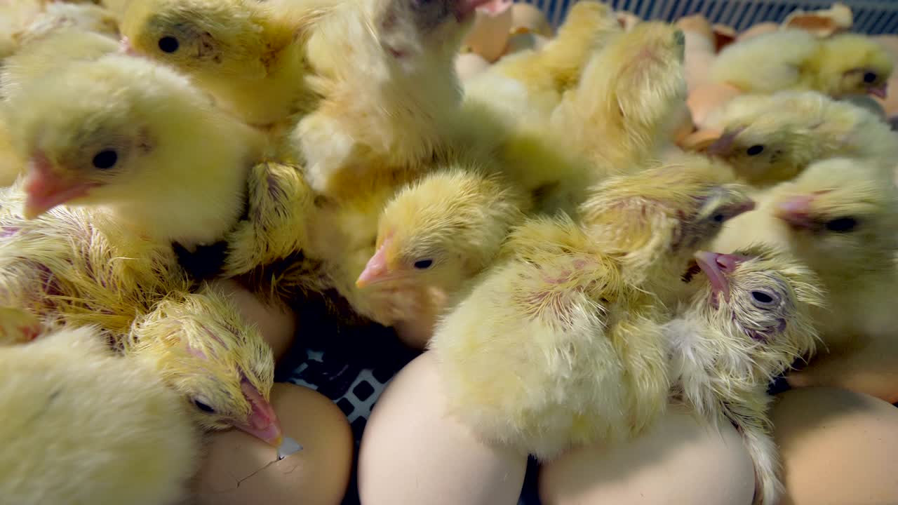 una multitud de pollitos recién eclosionados.