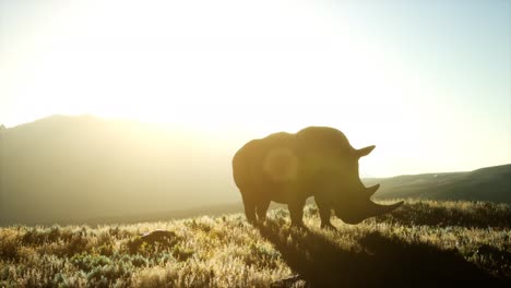 Nashorn-Steht-Bei-Sonnenuntergang-Im-Offenen-Gelände