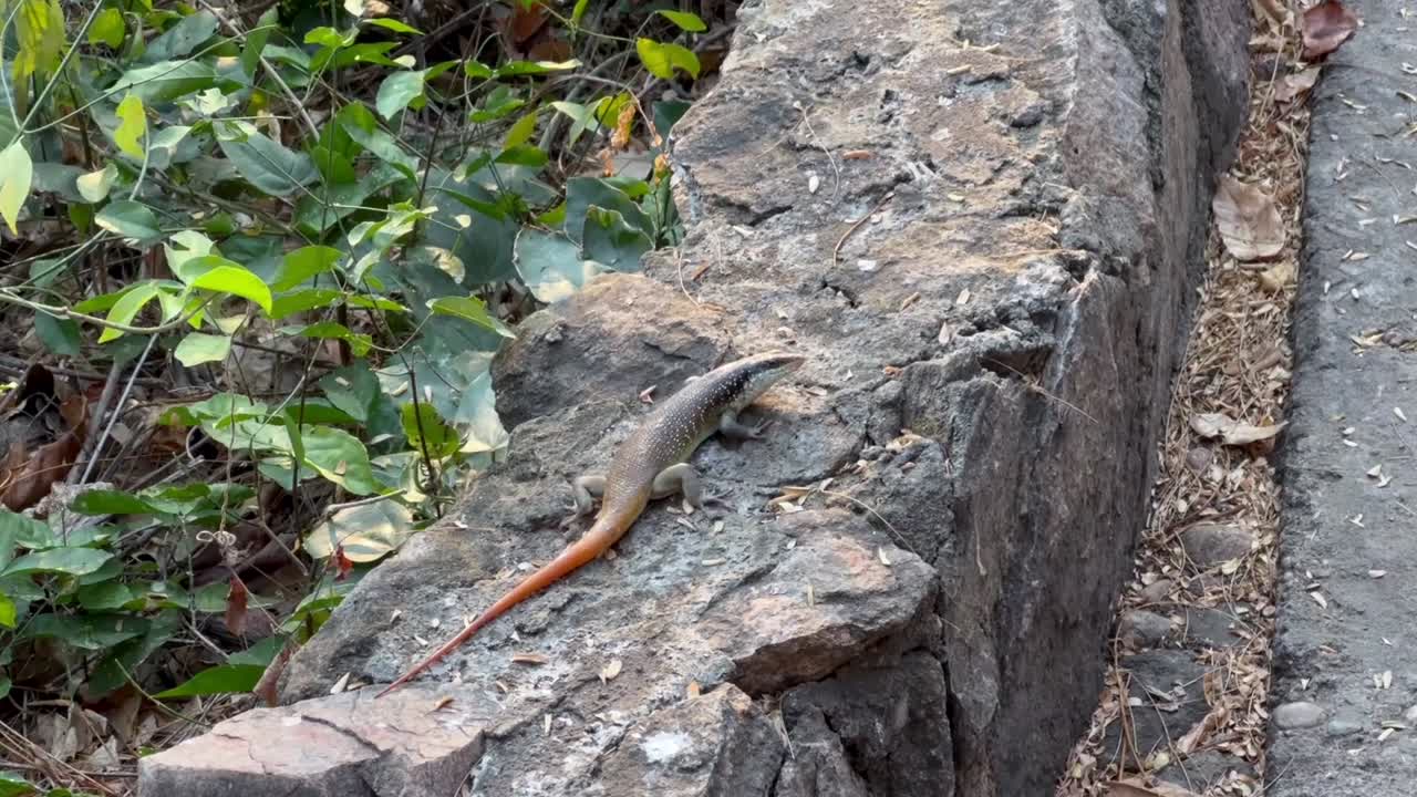 남성 무지개 스킨크가 낮은 바위 벽에 자신을 따뜻하게합니다. 나코마 섬, 말라위.
