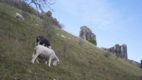 corfecastle, dorset, inghilterra, 27 dicembre 2019: corfe è il sito di un castello in rovina con lo stesso nome