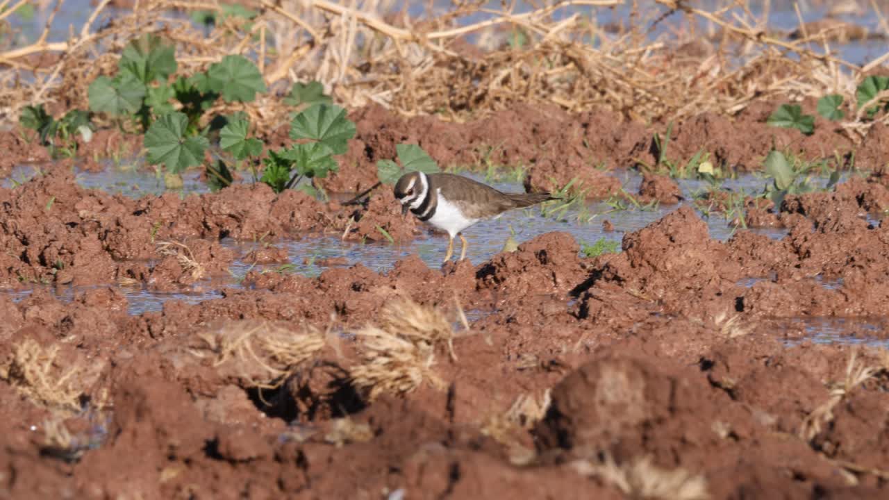 죽이는 사이 건조한 호수 바닥에서 벌레를 꺼내고 있습니다.