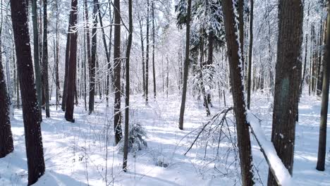 Flying-between-the-trees-in-snowy-forest-winter.