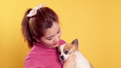 asian gorgeous young show love and play with chihuahua mix pomeranian dogs for relaxation on bright yellow background-1