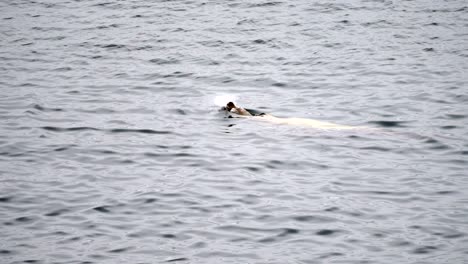 Sea-lion-swimming-along-the-ocean-surface-in-slow-motion