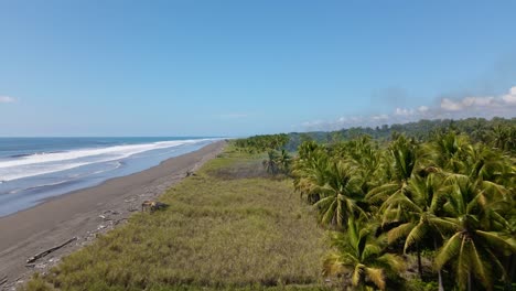 acercamiento aéreo hacia un incendio forestal en una playa tropical donde las palmeras se encuentran con el pacífico sur