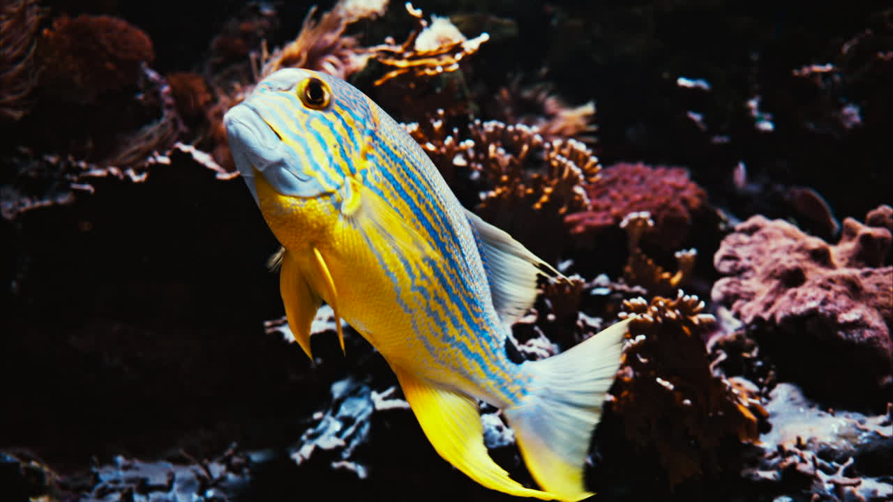 Close up of a sailfin snapper fish swimming near coral reefs