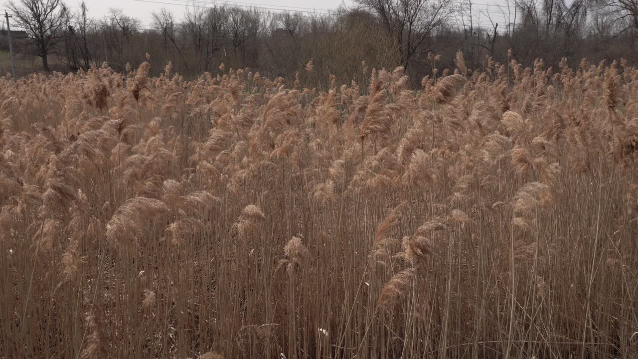 A lot of tall vegetation swaying gently in the wind. In the distance, trees at the beginning of spring can be seen without leaves yet.