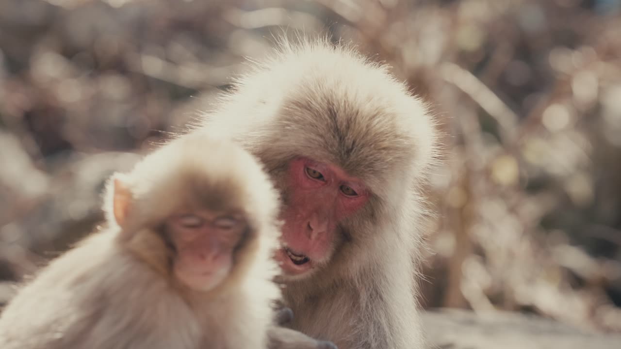 primer plano de un macaco japonés y su bebé en japón