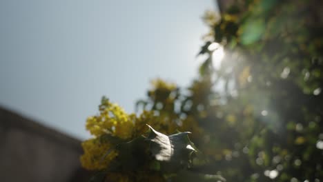 dreamy yellow flowers with sun fares light leak