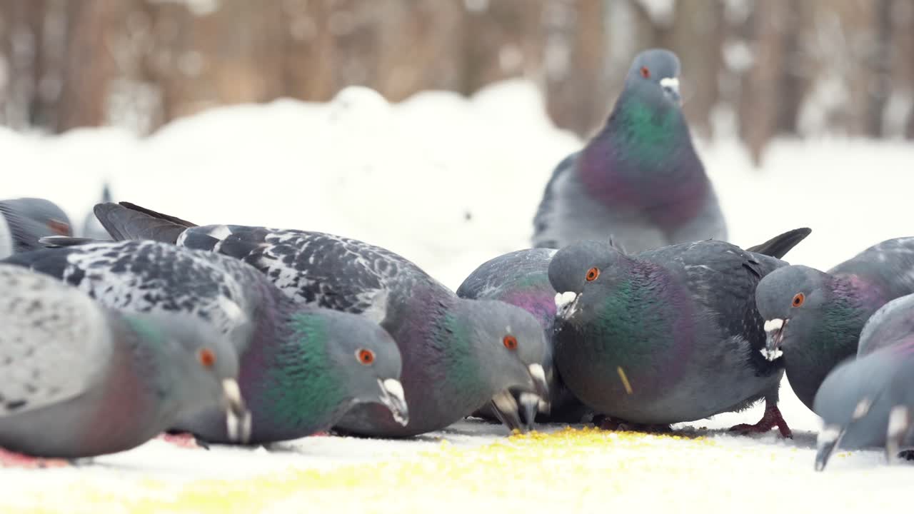 눈 속에서 먹이를 먹는 비둘기