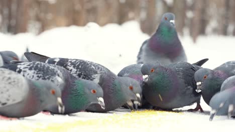 palomas alimentándose en la nieve