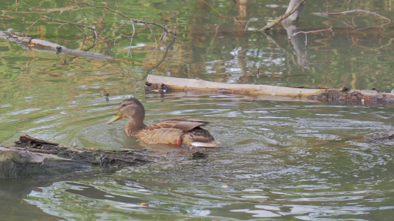 Single duck is hunting for food in a natural pond at daytime in slow motion