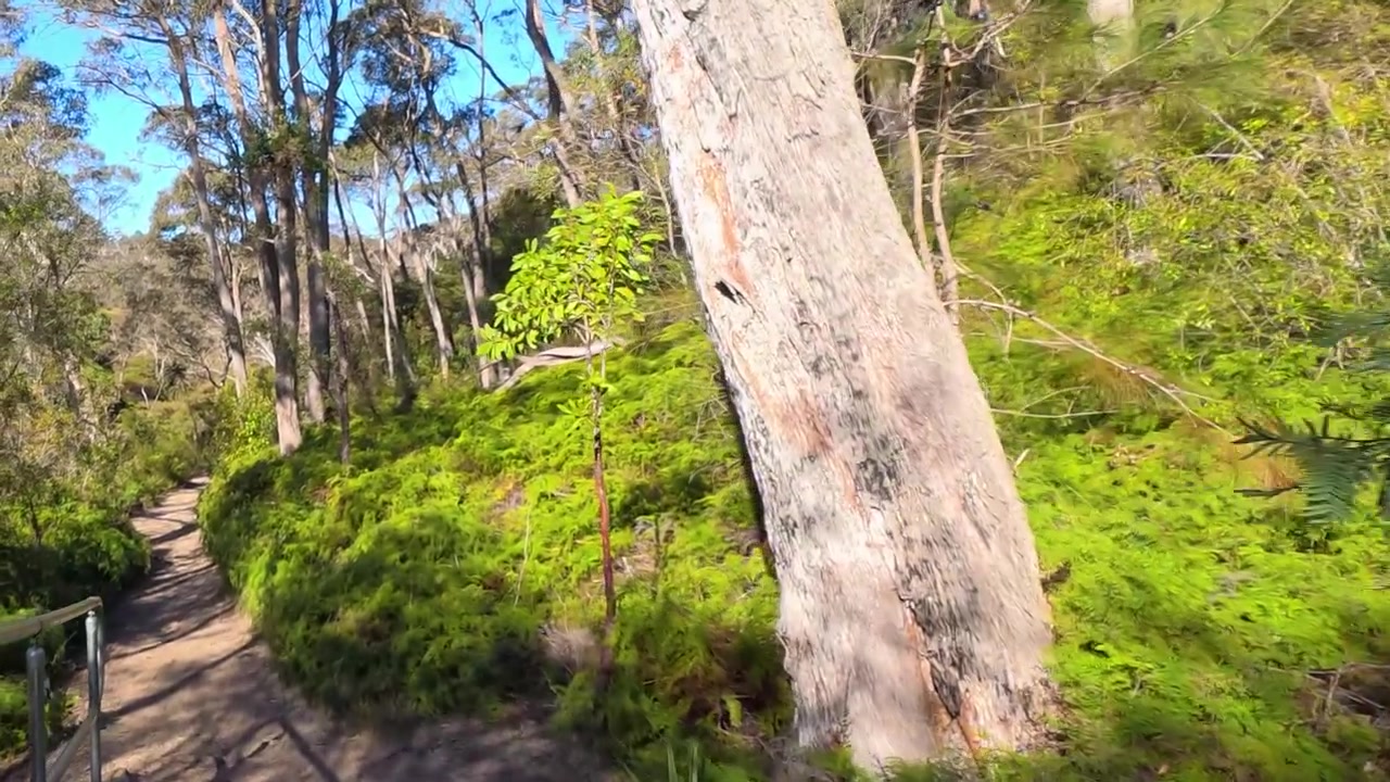 A câmera percorre uma trilha para caminhada na mata e uma ponte de madeira em Wentworth Falls, Austrália