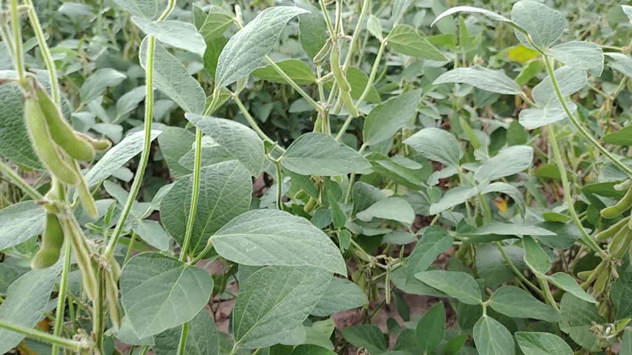 Slow-motion, dolly on a green soybean field