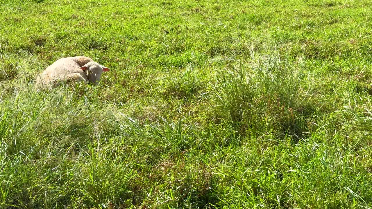 A sheep leisurely grazes in a lush, sunlit field in Byron Bay, Australia, captured over a 23-second interval