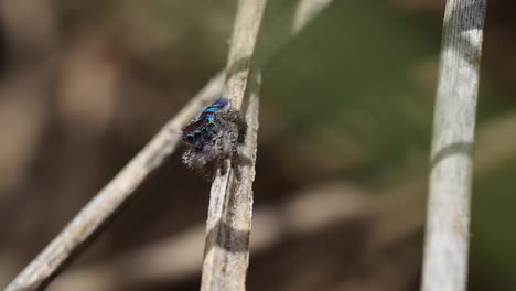 peacock spider