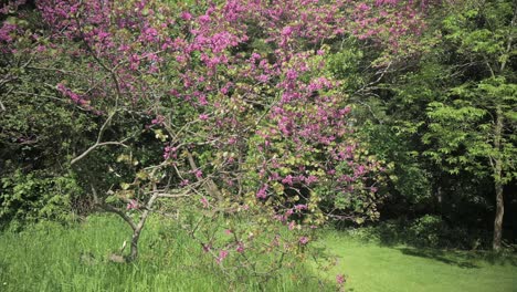 caminando hacia dos árboles rosas