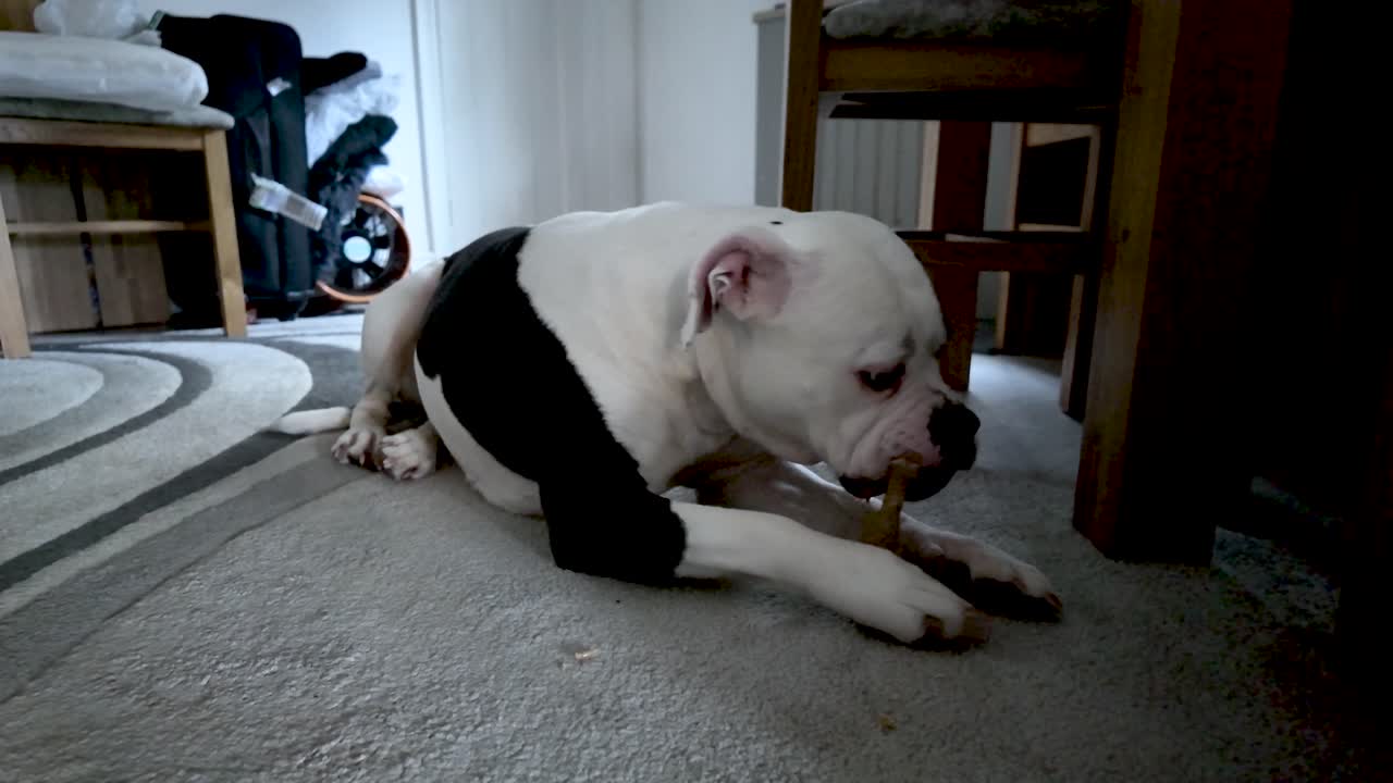 Cachorro da raça American Bulldog Alapaha lambendo um osso enquanto está deitado no carpete interno. Animal de estimação mastigando um petisco e aproveitando o deleite canino doméstico