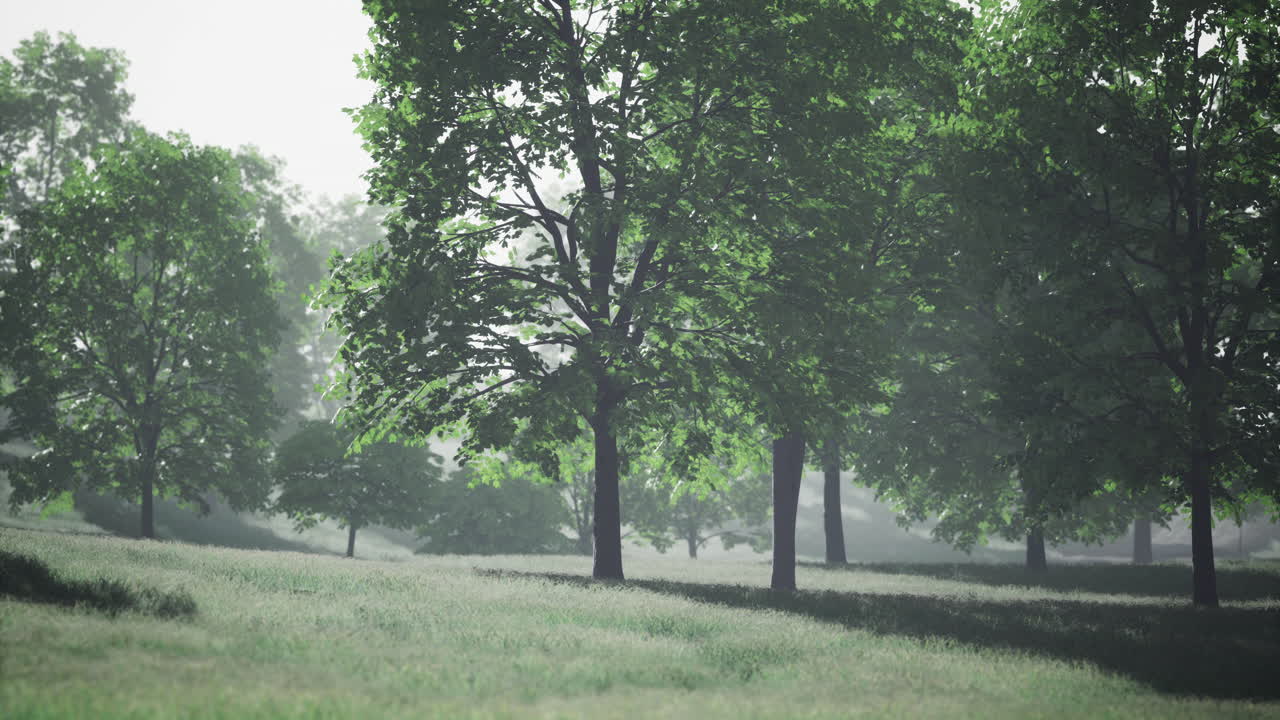 Lush green landscape illuminated by soft morning light in a tranquil forest