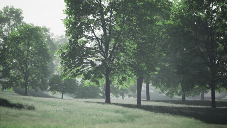 lush green landscape illuminated by soft morning light in a tranquil forest