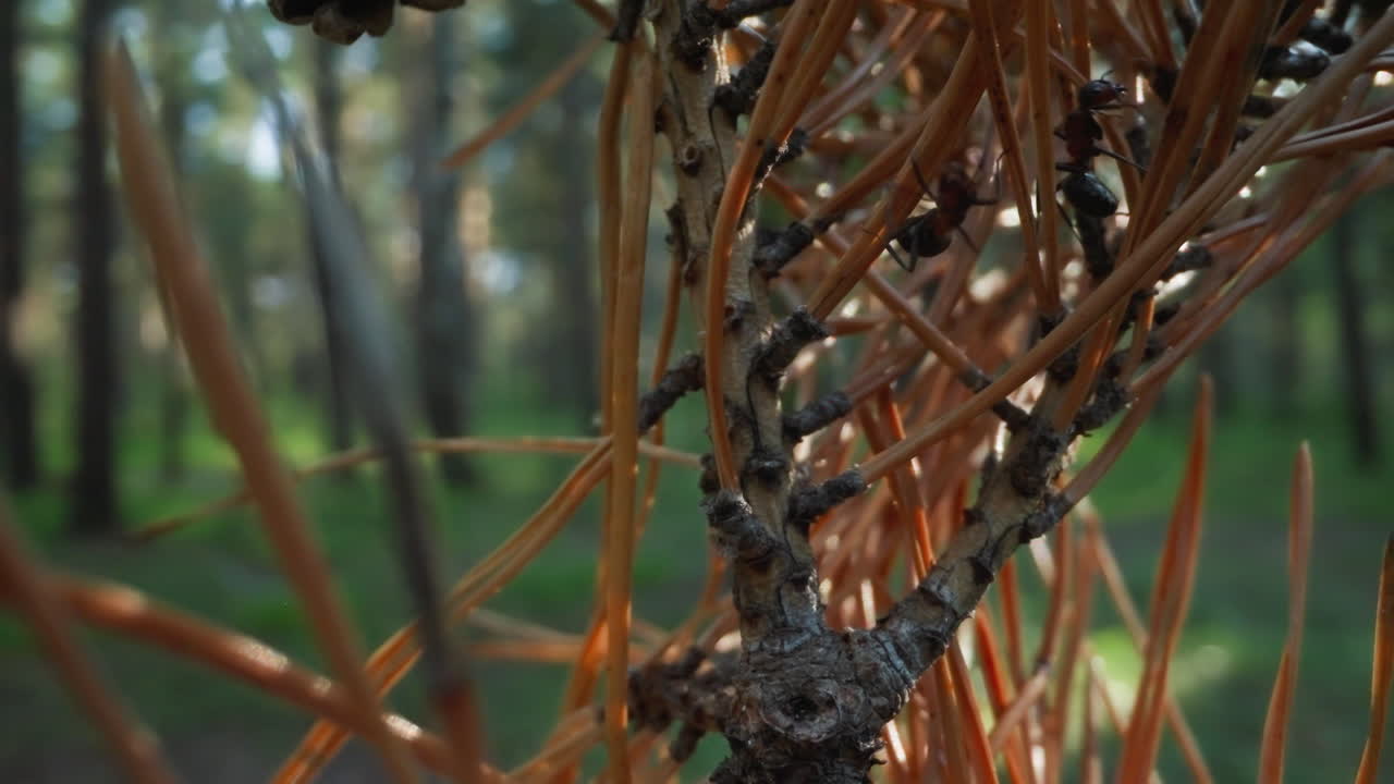 муравьи, пересекающие грубую сосновую кору, с теплым лесным светом, проникающим сквозь деревья