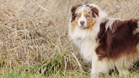 Australian-shepherd-dog-standing-in-long-grass-or-meadow,-side-closeup-view