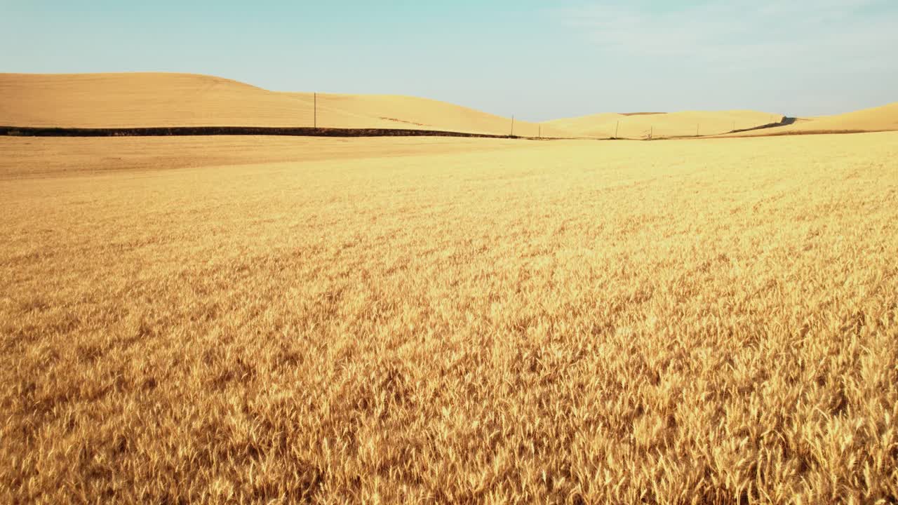 drone volando sobre el campo de trigo seco dorado que está listo para cosechar