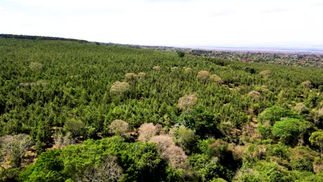 drone view- africa forest- africa bush fire