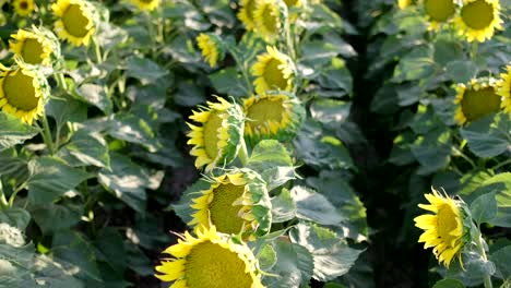 footage of a sunflower field landscape view with a camera tilt movement.