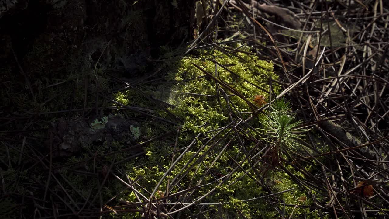 Primo piano 4K su un giovane pino che cresce in mezzo al muschio e agli aghi di pino in una pineta, con alcune ragnatele che si muovono al vento.