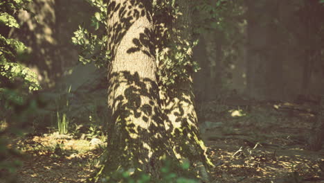 sunlight casting shadows on a tree trunk in a serene forest setting