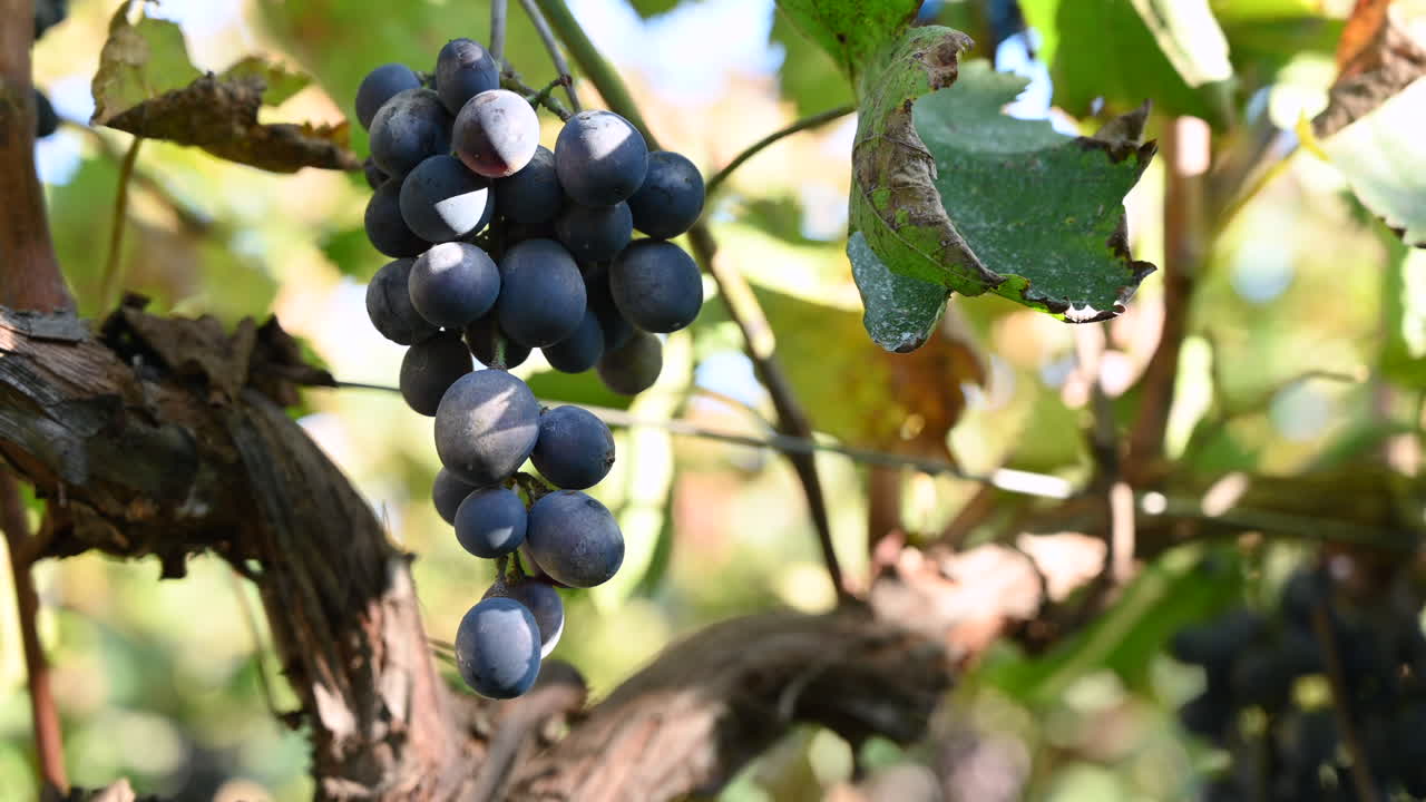 Black grapes on a vineyard in Moldova