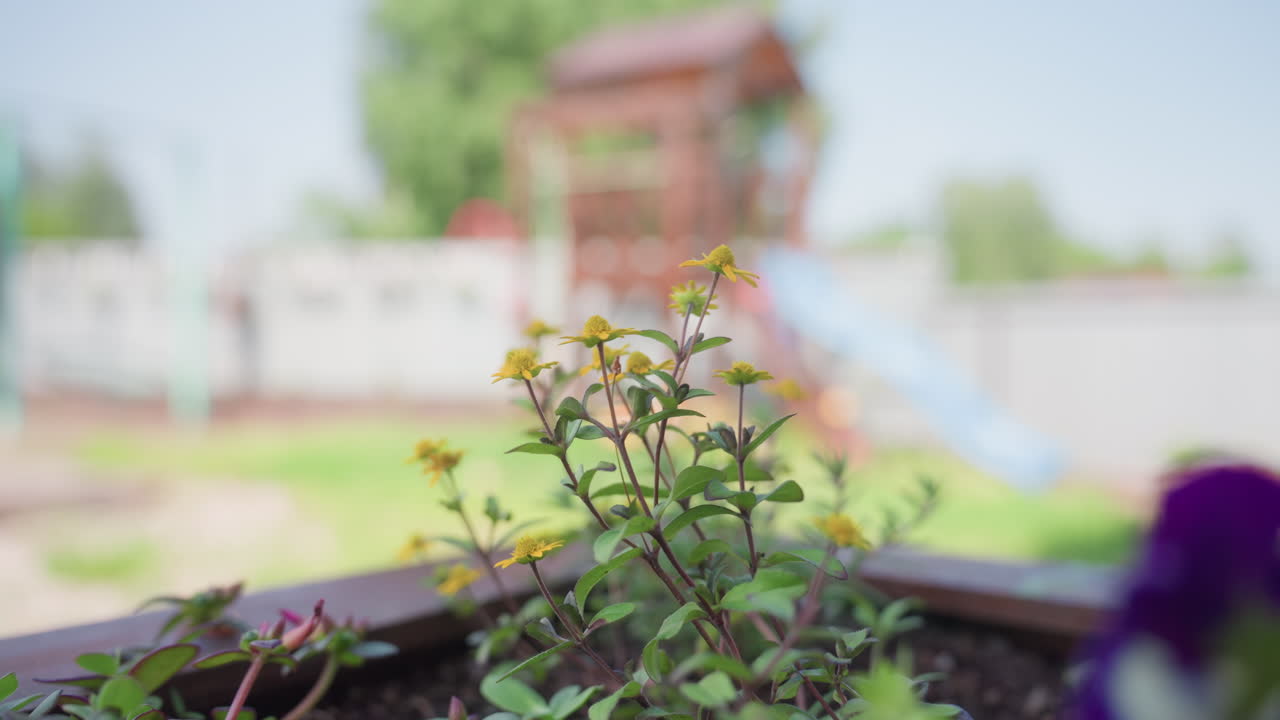Sunshine Illuminates Blooming Garden, Vivid Scene Of Sunny Flowers And Colorful Surroundings, Luminous Garden Scene Showcasing Vibrant Flowers And Playful Sunlight Dancing Across Blooms
