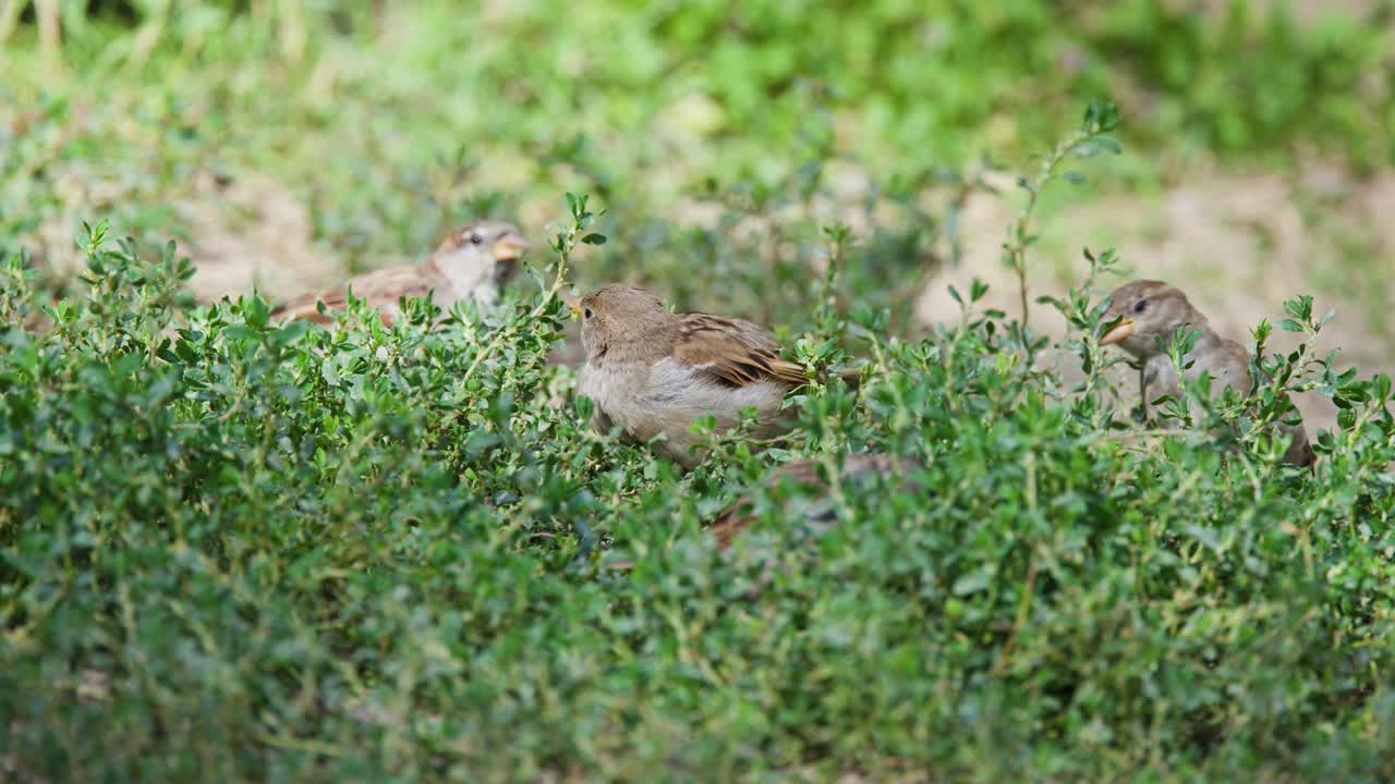 Small sparrows feed and interact on lush ground, natural daylight, static camera, wildlife behavior