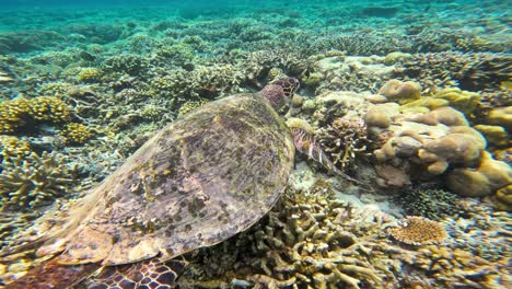 A-male-hawksbill-sea-turtle-swims-over-a-lively-coral-reef,-surrounded-by-clear-blue-waters-and-lush-corals