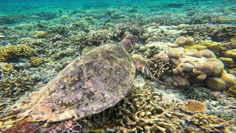una tortuga marina macho nada sobre un animado arrecife de coral, rodeado de aguas azules claras y corales exuberantes