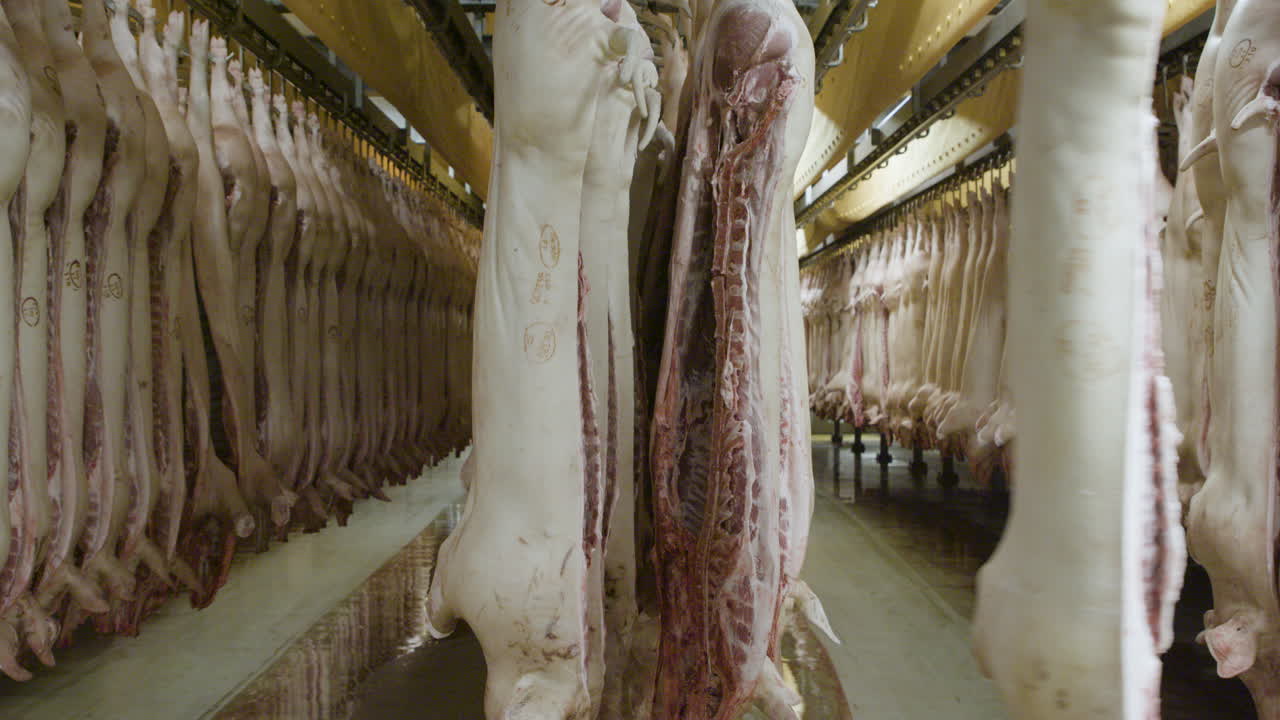 свиньи, подвешенные на крюках в большой промышленной бойне в дании