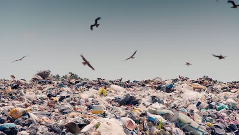 gaviotas, cigüeñas y aves de presa sobre un montón de basura