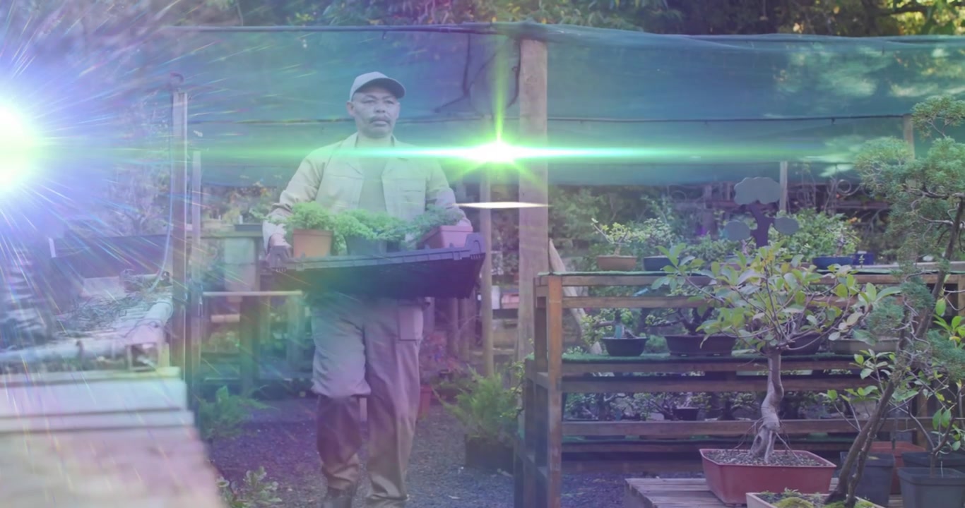 Nursery worker entering path carrying black tray bringing pots while sunlight making lens flare