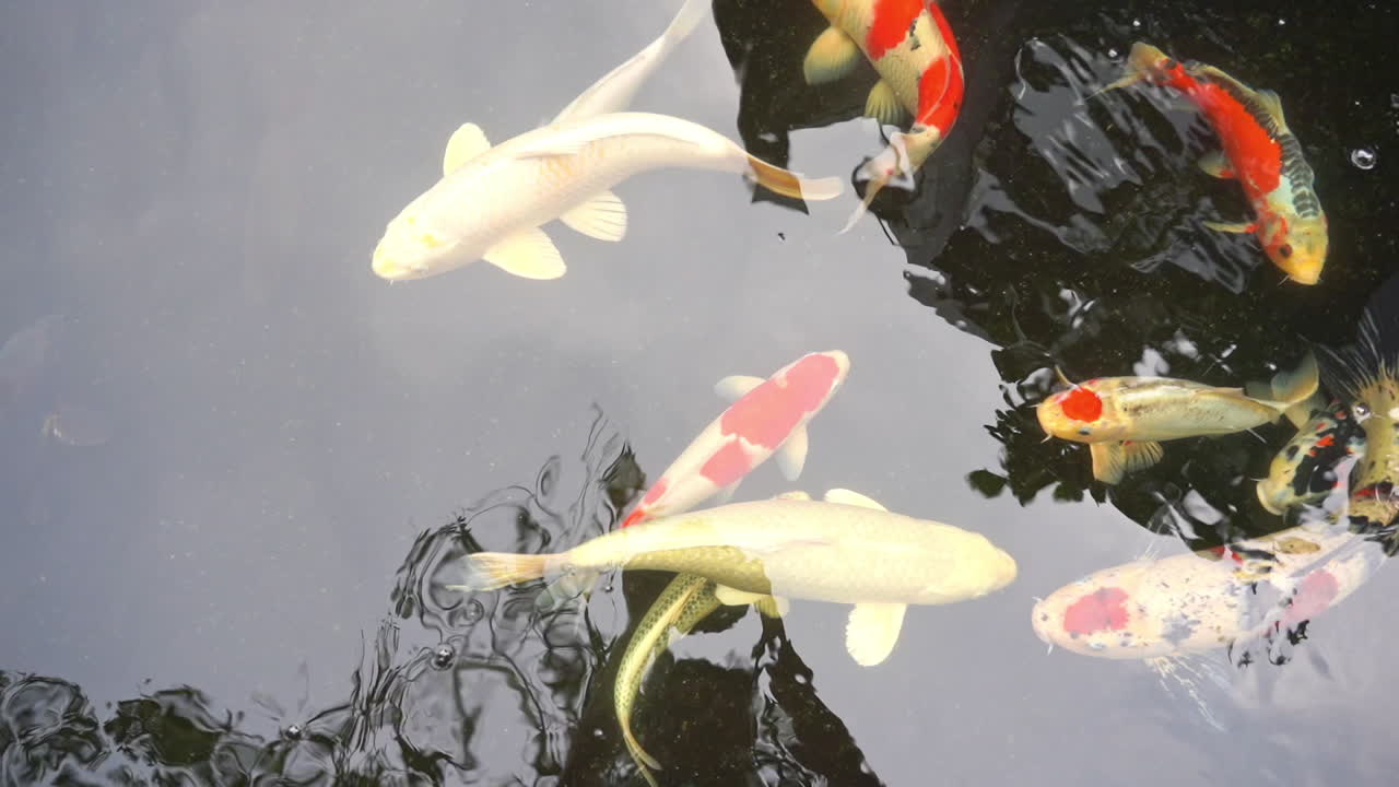 Red and yellow japan koi fish or fancy carp fish swimming in a pond, phototographer reflection in water