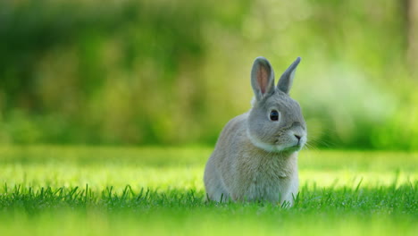 conejo en un prado