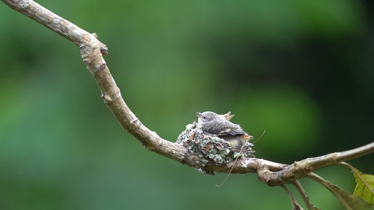 어머니 의 작은 미니 ⁇  새 는 나무 가지 에 있는 둥지 에 아기 를 남긴다