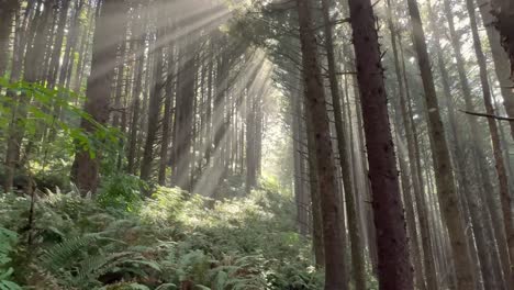 rayos cinematográficos de luz brillan a través de las copas de los árboles del bosque en los helechos de la costa de oregón
