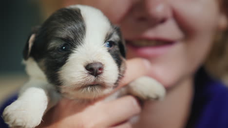retrato de un pequeño cachorro en manos de una mujer
