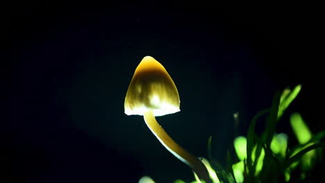 una gorra de libertad brillantemente iluminada con un tallo doblado que libera esporas en la noche