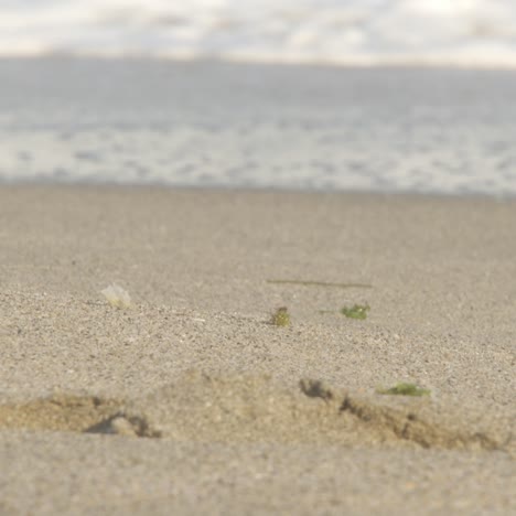 wave of the sea on the sand beach